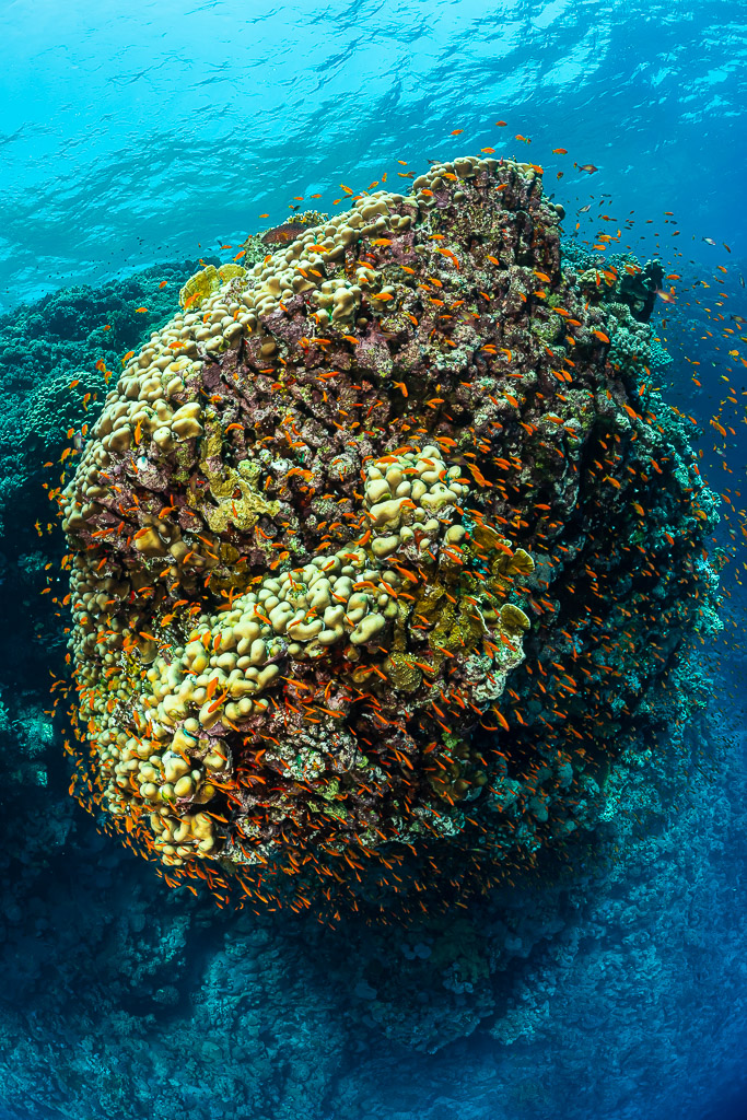 Large dome-shaped coral pinnacle with plate corals and anthias, seen from above, Habili Ali South, Red Sea, Egypt