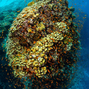 Dome-shaped coral pinnacle encircled by a cloud of orange anthias, Habili Ali South, Red Sea, Egypt