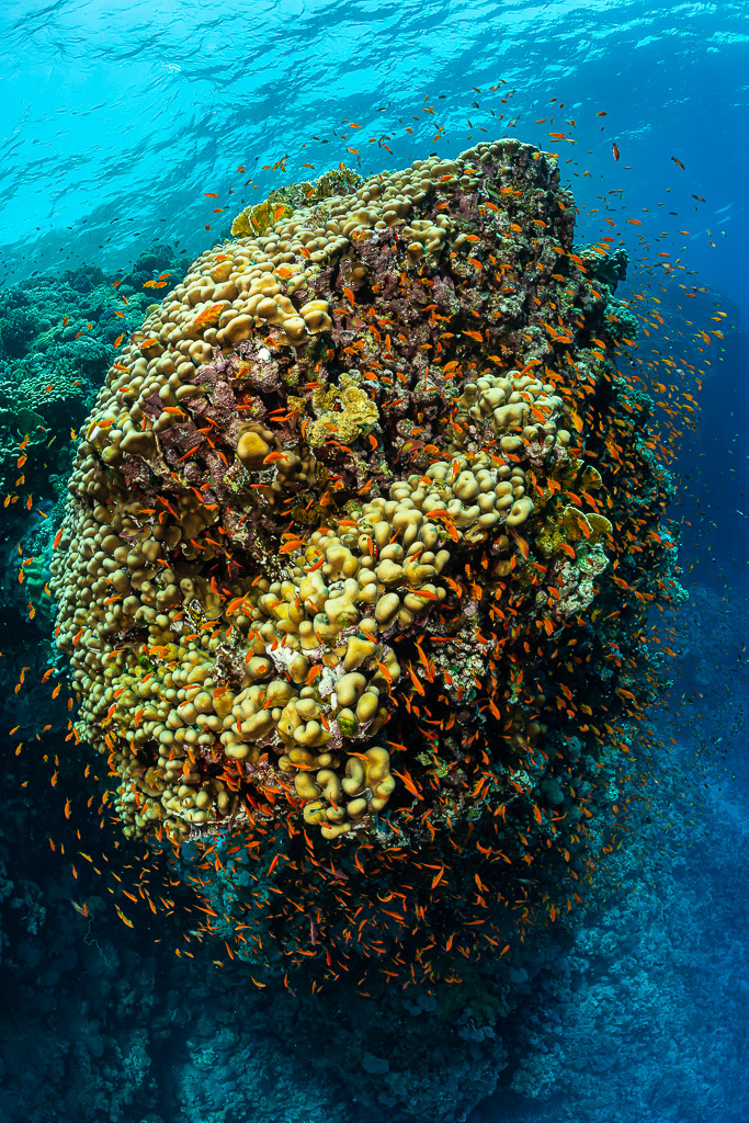 Dome-shaped coral pinnacle encircled by a cloud of orange anthias, Habili Ali South, Red Sea, Egypt