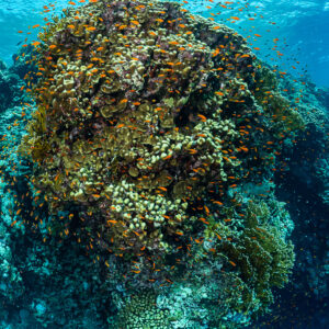Sommet de pinacle corallien avec anthias, grand-angle rapproché sous la surface ensoleillée, Habili Ali sud, mer Rouge, Égypte