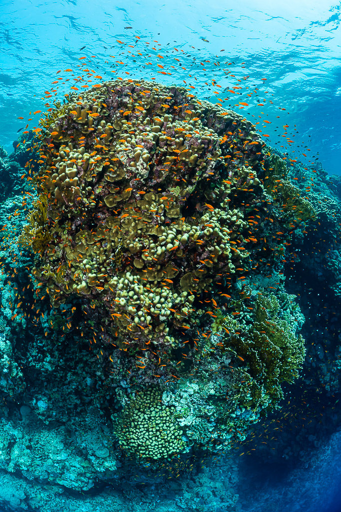 Sommet de pinacle corallien avec anthias, grand-angle rapproché sous la surface ensoleillée, Habili Ali sud, mer Rouge, Égypte