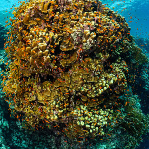 Golden coral pinnacle with anthias, frontal wide view under bright surface, Habili Ali South, Red Sea, Egypt
