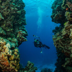 Diver swimming through a narrow blue canyon between coral walls, Dangerous Reef South, Red Sea, Egypt
