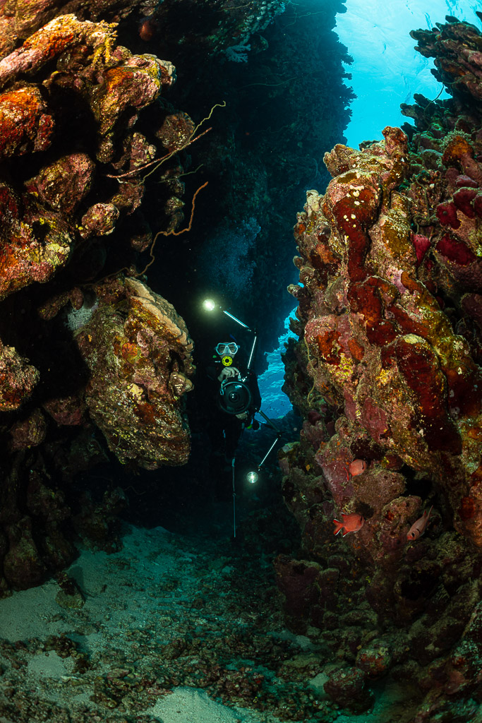 Diver with torch in a narrow crevice between colourful encrusted reef walls, Dangerous Reef South, Red Sea, Egypt