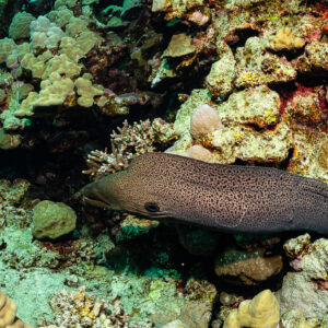 Giant moray emerging from a coral crevice with a small yellow fish, Dangerous Reef South, Red Sea, Egypt