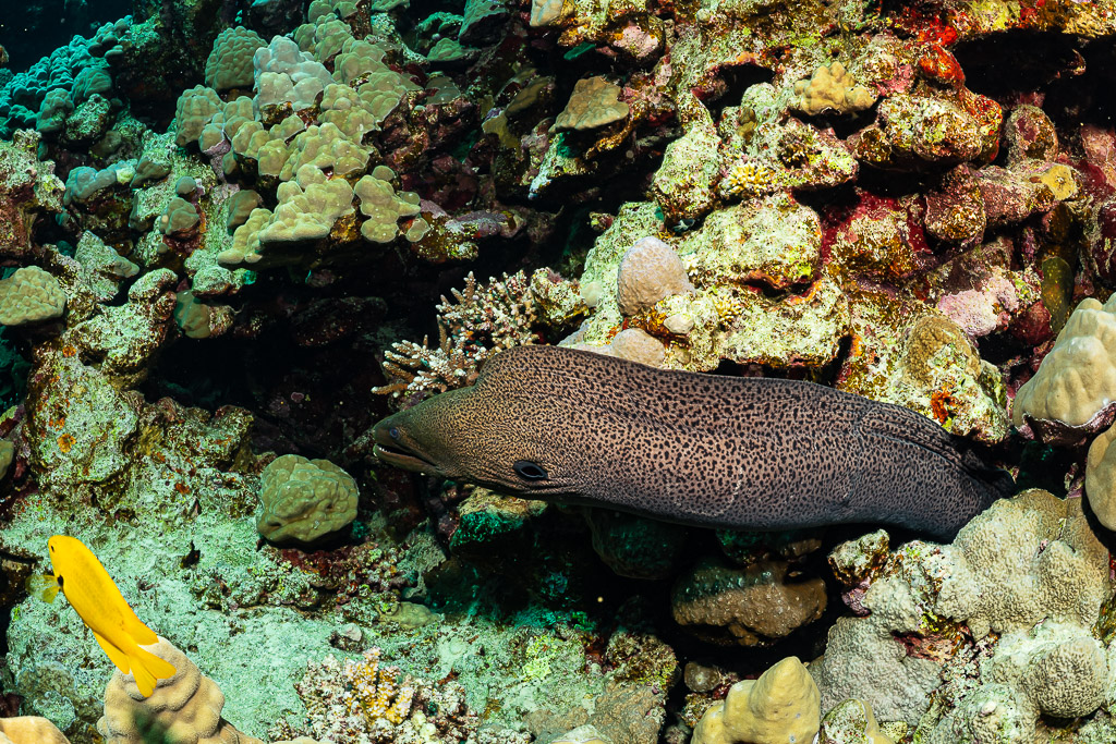 Giant moray emerging from a coral crevice with a small yellow fish, Dangerous Reef South, Red Sea, Egypt