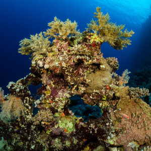 Coral bommie topped with yellow soft corals against deep blue water, Gota Kebira, Red Sea, Egypt