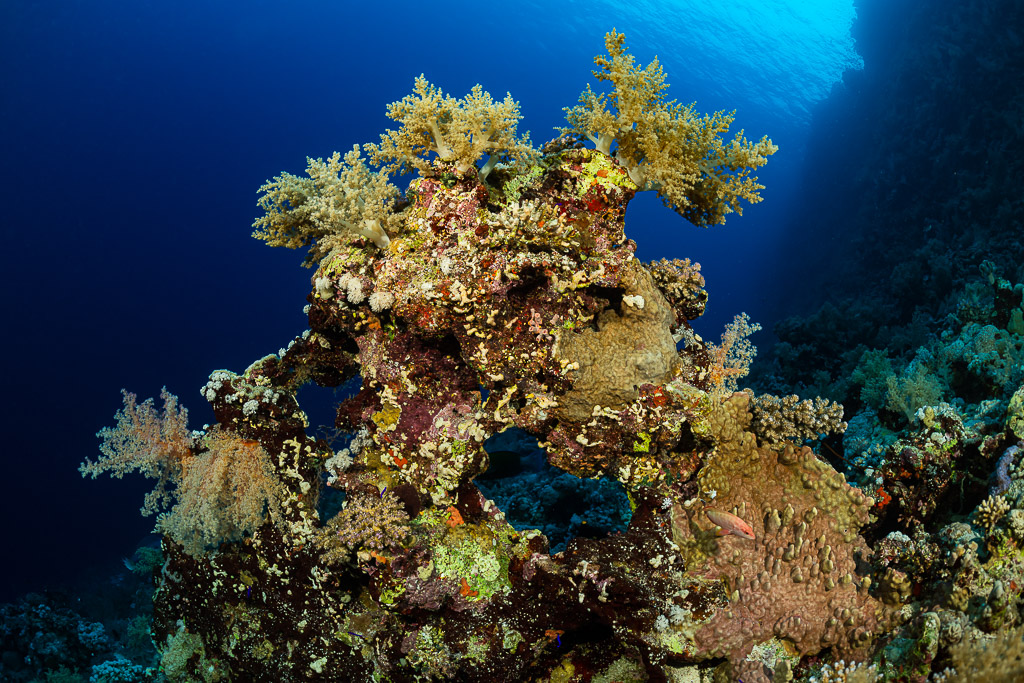 Coral bommie topped with yellow soft corals against deep blue water, Gota Kebira, Red Sea, Egypt