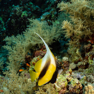 Red Sea bannerfish among pale soft corals on the reef, Gota Kebira, Red Sea, Egypt