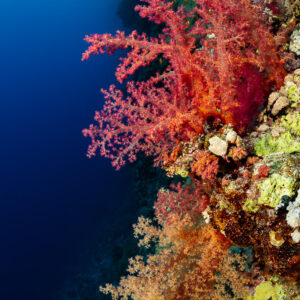 Coraux mous rouges sur un tombant vertical au-dessus du bleu profond, Gota Kebira, mer Rouge, Égypte