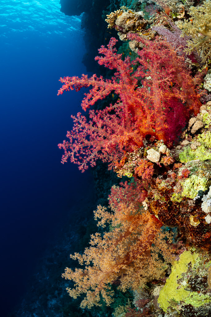 Coraux mous rouges sur un tombant vertical au-dessus du bleu profond, Gota Kebira, mer Rouge, Égypte