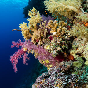 Coraux mous roses et beiges sur un surplomb du tombant, surface ensoleillée au-dessus, Gota Kebira, mer Rouge, Égypte