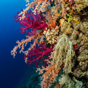 Purple and orange soft corals cascading down a blue reef wall, Gota Kebira, Red Sea, Egypt