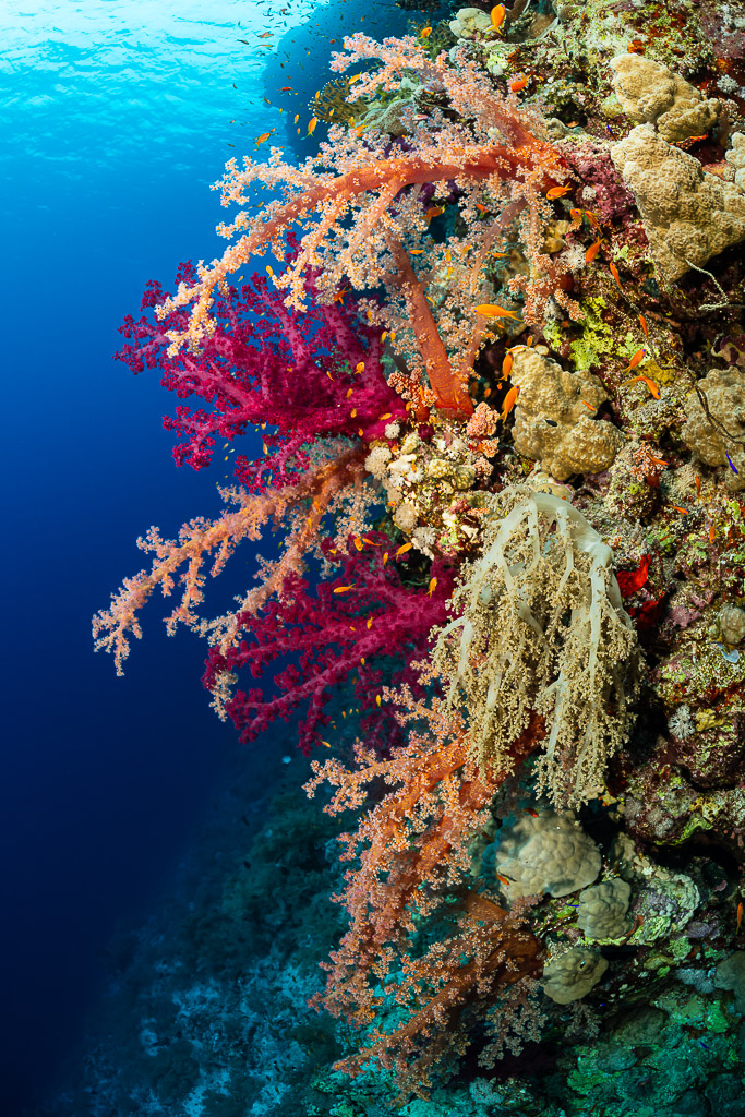 Purple and orange soft corals cascading down a blue reef wall, Gota Kebira, Red Sea, Egypt
