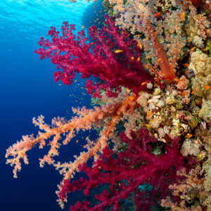 Coraux mous cramoisis et orange sur un tombant, grand-angle en contre-plongée, Gota Kebira, mer Rouge, Égypte