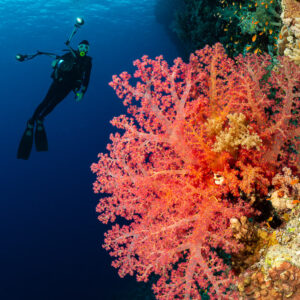 Diver in blue water beside a large pink soft coral on a reef wall, Gota Kebira, Red Sea, Egypt