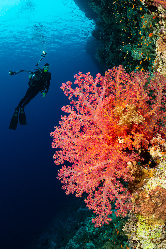Diver in blue water beside a large pink soft coral on a reef wall, Gota Kebira, Red Sea, Egypt