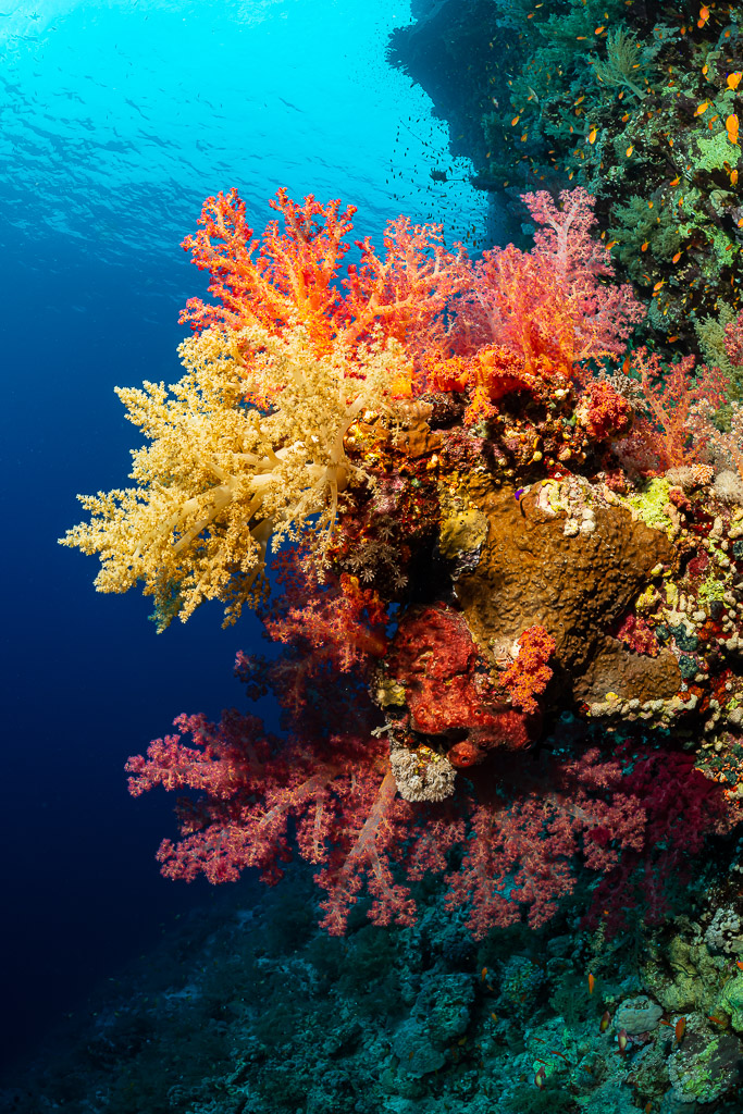 Orange and yellow soft corals growing from a reef wall near the surface, Gota Kebira, Red Sea, Egypt