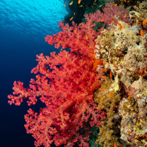 Large red soft coral on a reef wall with a few anthias, vertical, Gota Kebira, Red Sea, Egypt