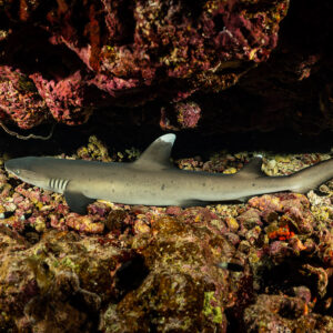 Juvenile whitetip reef shark resting under a coral overhang, Gota Kebira, Red Sea, Egypt