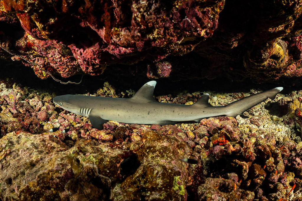Juvenile whitetip reef shark resting under a coral overhang, Gota Kebira, Red Sea, Egypt