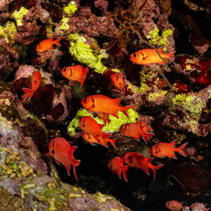 Group of red bigeye soldierfish sheltering in a dark reef crevice, Gota Kebira, Red Sea, Egypt