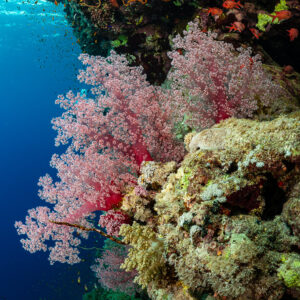 Coraux mous roses sur un tombant avec anthias, cadrage vertical, Gota Kebira, mer Rouge, Égypte