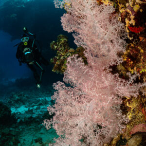 Diver passing a large pale pink soft coral at a reef cave entrance, St John's Caves, Red Sea, Egypt
