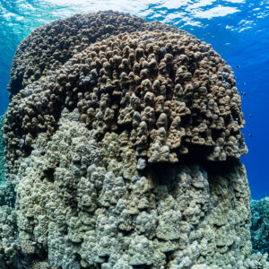 Large coral pillar with a mushroom-shaped top near the surface, St John's Caves, Red Sea, Egypt