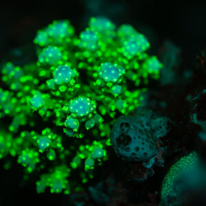 Coral colony with polyps glowing green under UV light at night, Sataya Southeast, Red Sea, Egypt