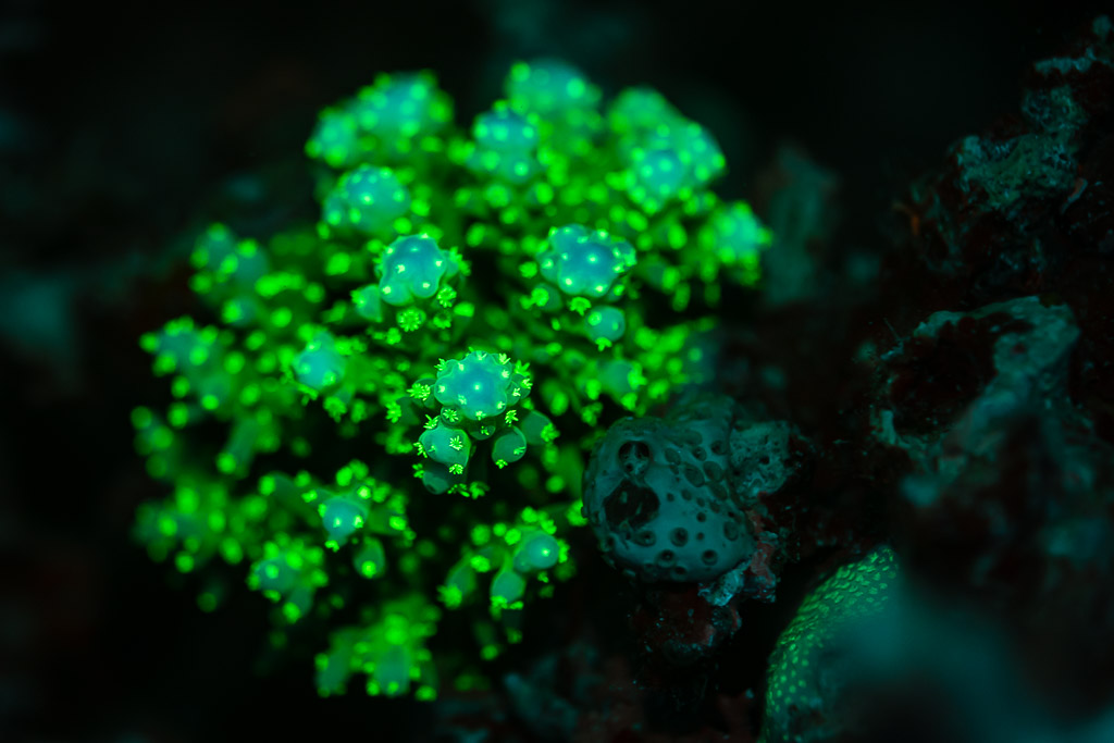Colonie corallienne aux polypes fluorescents verts sous lumière UV, de nuit, Sataya sud-est, mer Rouge, Égypte
