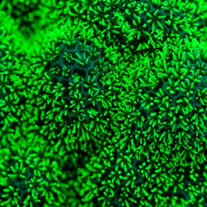 Polypes coralliens serrés brillant en vert sous lumière UV, gros plan, Sataya sud-est, mer Rouge, Égypte