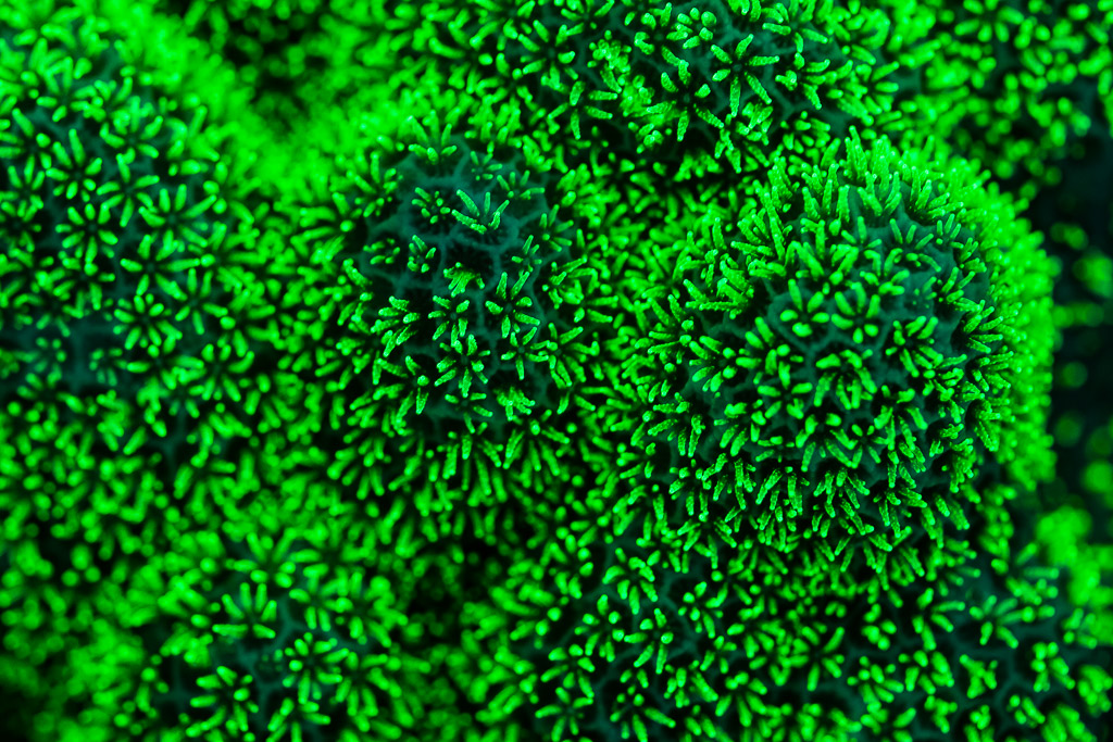 Polypes coralliens serrés brillant en vert sous lumière UV, gros plan, Sataya sud-est, mer Rouge, Égypte
