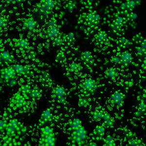 Pattern of fluorescent green coral polyps under UV light, full frame, Sataya Southeast, Red Sea, Egypt