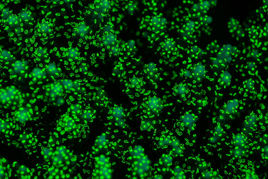 Pattern of fluorescent green coral polyps under UV light, full frame, Sataya Southeast, Red Sea, Egypt