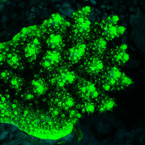 Corail encroûtant à protubérances fluorescent vert sous UV, Sataya sud-est, mer Rouge, Égypte