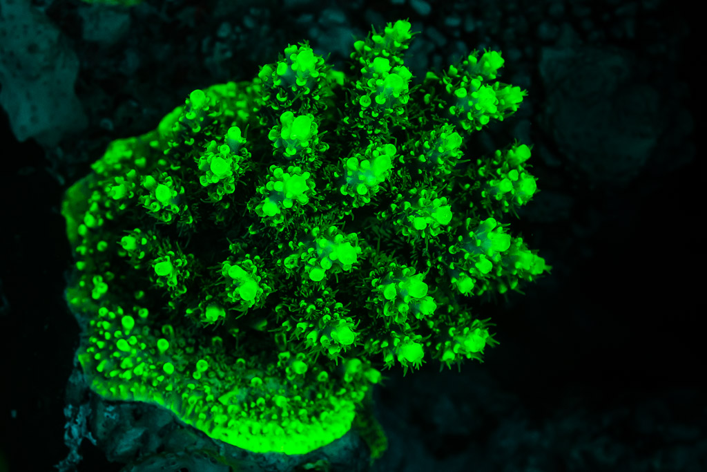 Corail encroûtant à protubérances fluorescent vert sous UV, Sataya sud-est, mer Rouge, Égypte