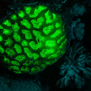 Corail cerveau à méandres fluorescent vert sous lumière UV, Sataya sud-est, mer Rouge, Égypte