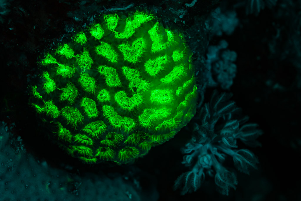 Corail cerveau à méandres fluorescent vert sous lumière UV, Sataya sud-est, mer Rouge, Égypte