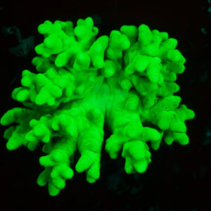Corail mou ou cuir ramifié brillant en vert vif sous UV, Sataya sud-est, mer Rouge, Égypte