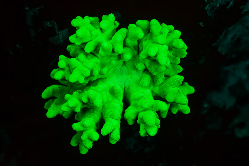 Corail mou ou cuir ramifié brillant en vert vif sous UV, Sataya sud-est, mer Rouge, Égypte