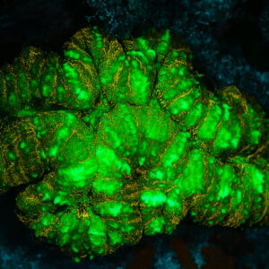 Corail charnu à fluorescence verte et orange sous lumière UV, Sataya sud-est, mer Rouge, Égypte