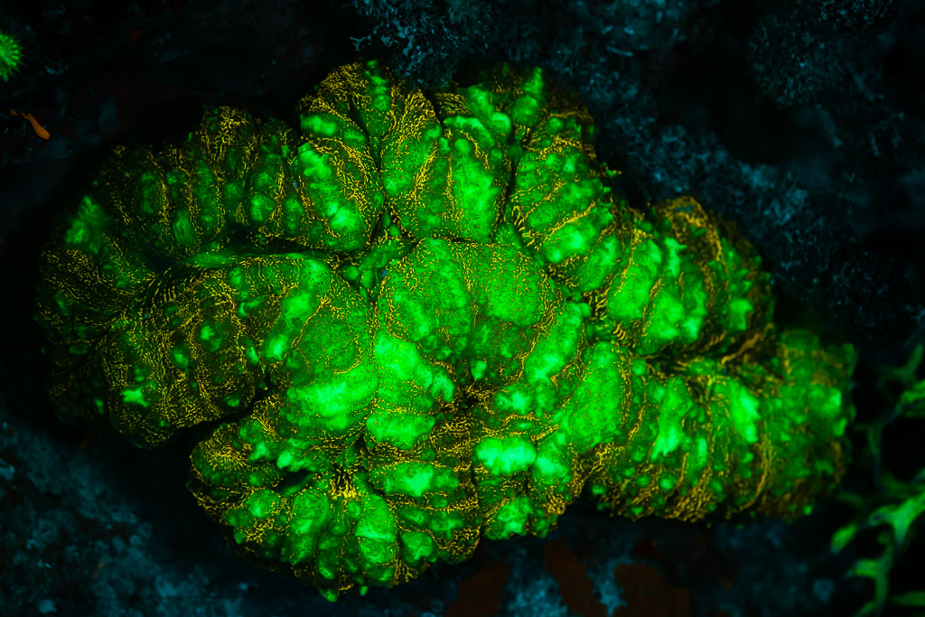 Corail charnu à fluorescence verte et orange sous lumière UV, Sataya sud-est, mer Rouge, Égypte