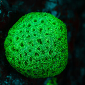 Tête de corail massif arrondie fluorescente verte sous UV, Sataya sud-est, mer Rouge, Égypte