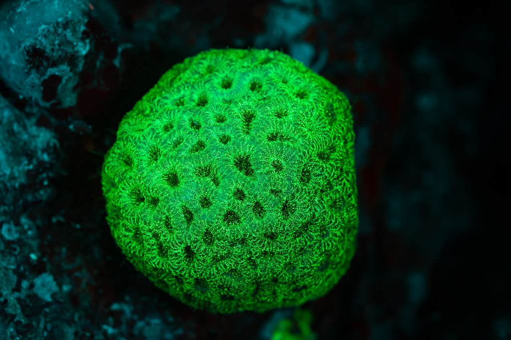 Tête de corail massif arrondie fluorescente verte sous UV, Sataya sud-est, mer Rouge, Égypte