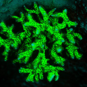 Corail branchu à points sombres fluorescent vert sous UV, Sataya sud-est, mer Rouge, Égypte