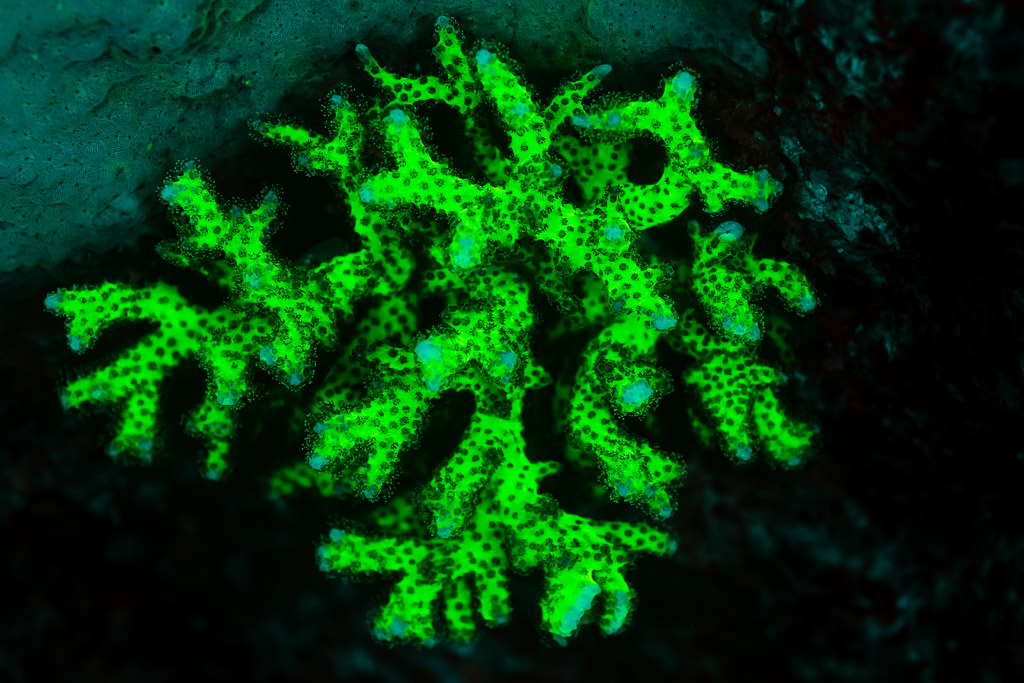 Corail branchu à points sombres fluorescent vert sous UV, Sataya sud-est, mer Rouge, Égypte