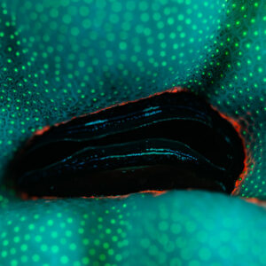 Opening in a fluorescent coral under UV light, possibly a boring bivalve, Sataya Southeast, Red Sea, Egypt