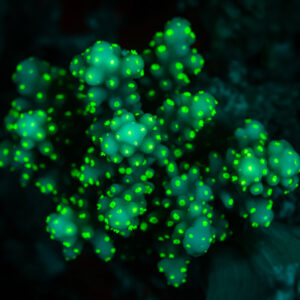 Small branching coral colony dotted with green fluorescent polyps, Sataya Southeast, Red Sea, Egypt