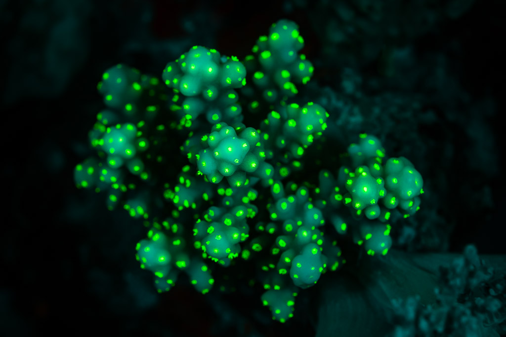 Small branching coral colony dotted with green fluorescent polyps, Sataya Southeast, Red Sea, Egypt